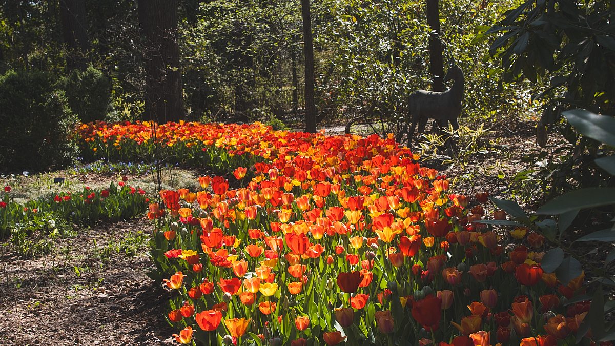 Tulips 2025 4