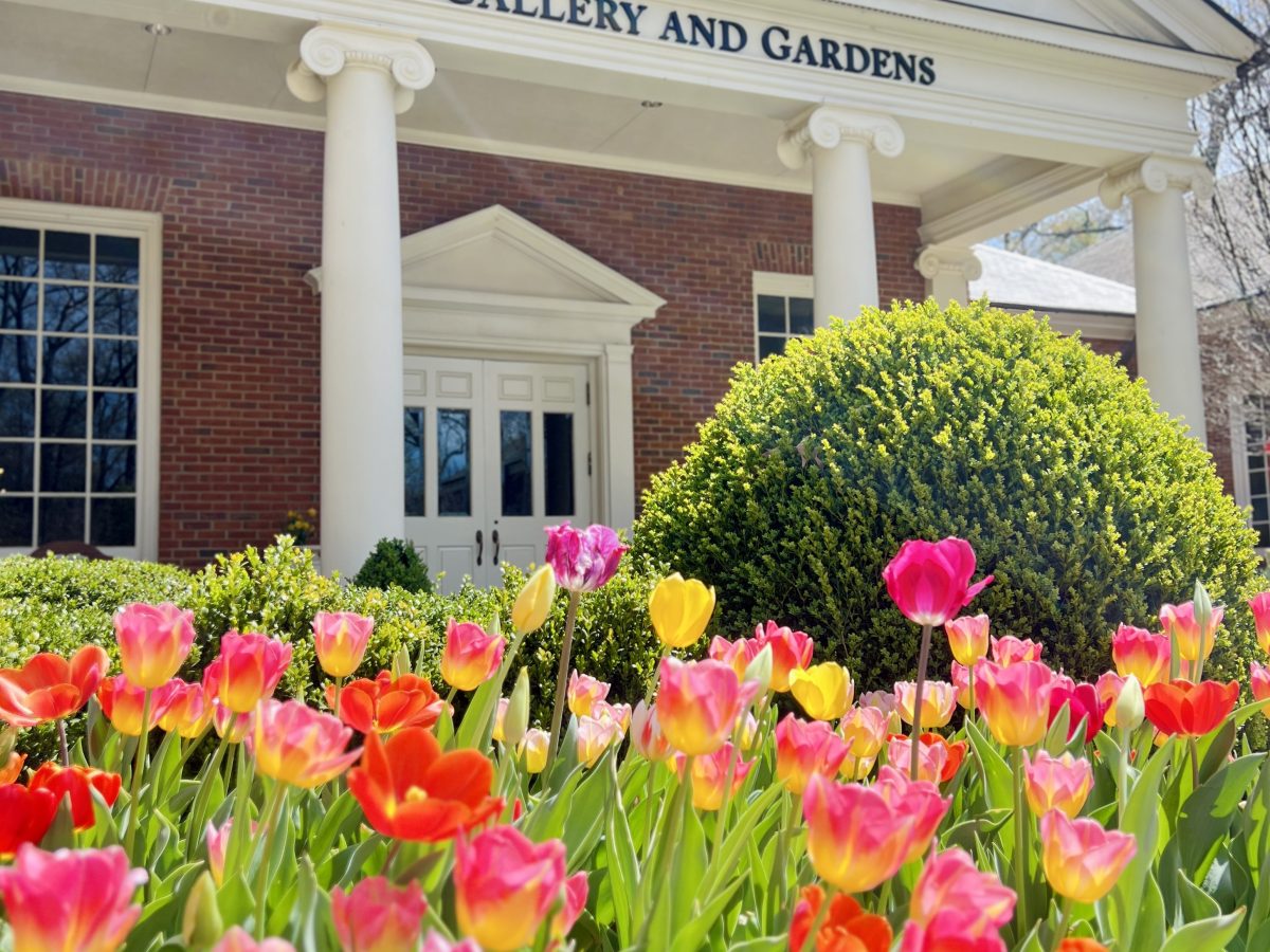 Dixon Entrance 2025 tulips